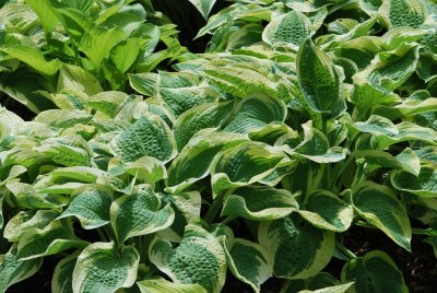 Hosta fortunei 'Aureomariginata' - bohyška Fortunova